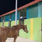 خيل شعبي