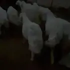 للبيع غنم حريات حرش صنف 8 ب الفحل ثني