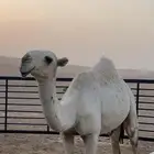 مفروده بنت بعير ابن مشوح