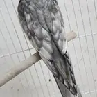 دومنت حجم وتاج جاهز للأنتاج العمر سنة و 3 شهور