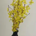 فازة