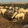 ضأن صنف للبيع
