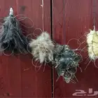 نقل طرح الصقور