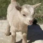 ماعز قزم الليف جدا مرح لعوب صدق الاطفال الماعز القزم