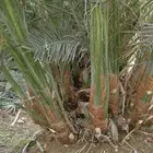 مطلوب فسايل نخل من مدينة نجران