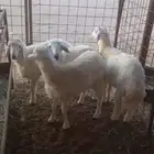 طليان حري ضيوف ومناسبات