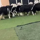 شياه نجد دفيع