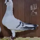 للبيع جوز بوز عمري شامي
