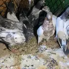 طلبات حمام باكستاني تيدي