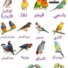 استقبال تبن ي طيور حق للتبني