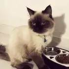 قطوه مع اكلها و كل اغراضها الخاصه فيها