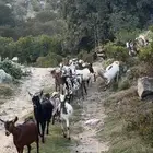 معزا دفيع العدد 30 تحتها 15
