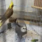 جوز كروان مع ذكر