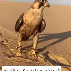 شيهانه جبليه