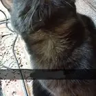 قطط سكوتش للتبني