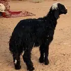 طلي نجدي ذبيحه