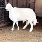 فحل حري