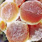 عسل السدره الجبلي وعسل سمر وعسل الخلطه الملكيه وطلحه وغيرها