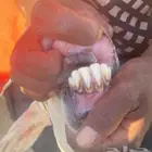 ضان مقفله شحم نظيفه