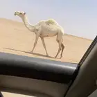 بكره رمانيه