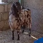 فحل مصري كاموري طيب ومنتج وحار بالقريع وجفره تم البيع