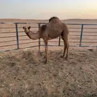 للبيع قعود قصب طيب