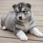 جراء هاسكي احجام ممتازه