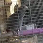 طير ببغاء  كاسكو مفقود بحي النرجس 