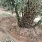 نخيل مثمر