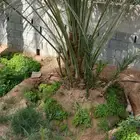 نخيل مثمر