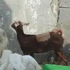 خبشه سمينه شخم