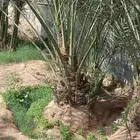 نخيل مثمر لبيع خلاص مصيف برني شهل صقعي رشودي هلالي سكري