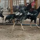 العرض الرابع فرصة   عرض محدود السعر وليس للسوم(سندي)