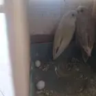 زوج روزللبيع انتاج مضمون