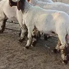 ثنيان و جذعان صنف مراح واحد