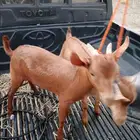 اثنين تيوسه سمان
