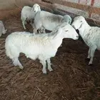 رخل طيبه. تم البيع