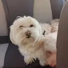 للبيع كلاب مالتيز ذكر وانثي