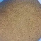 بذور برسيم للبيع