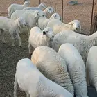 بهم حريات بريات ونظاف