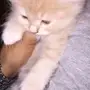 للبيع قطه ذكر عمر 4شهور 