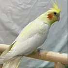 كروان ببغاى