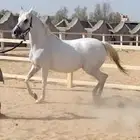فرس واهو صفرا بنت البطل بلاديوم