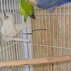 ازوج روز مع فروخها