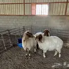 ثلاث شياه نعيم خوات فاخره للبيع في دومة