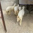 خرفان سمان ونظاف(تم البيع)