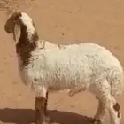 طلي نعيمي لباني العمر 3 شهور