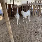 الشميسي طريق الخواجات قبل حوش الجابري يسار