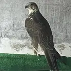 طير حر للبيع