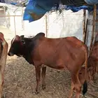 حسيل بلدي( تم البيع )